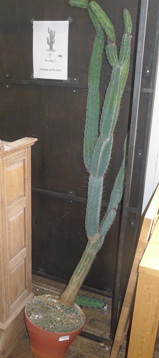 Large cacti(-)